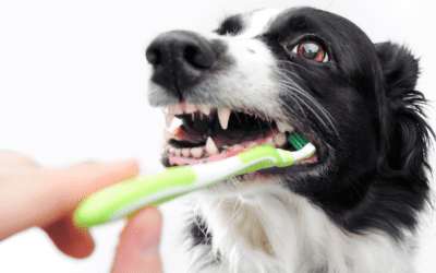 Brushing Your Dog’s Teeth