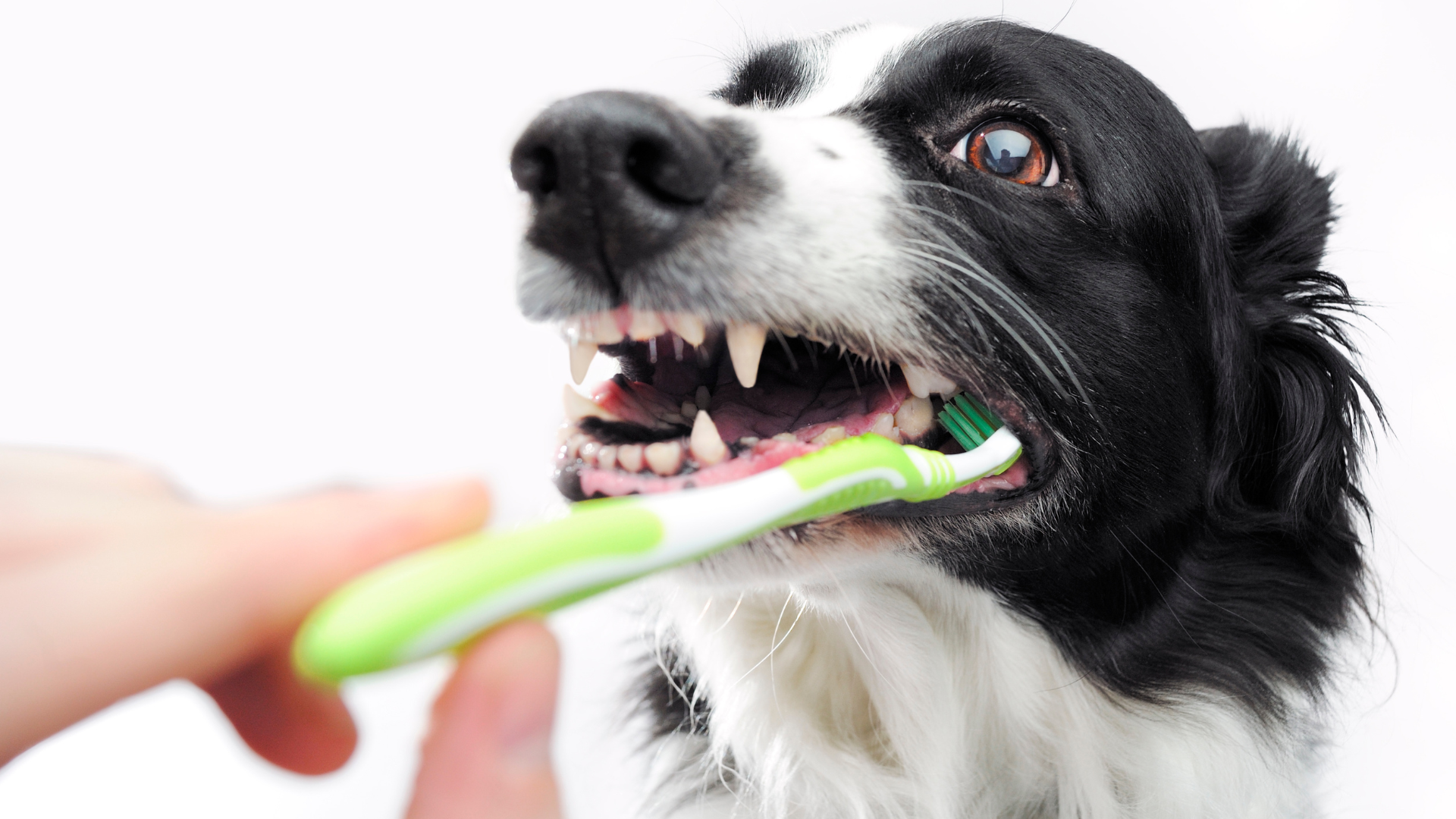 Brushing Your Dog's Teeth At Home Veterinary