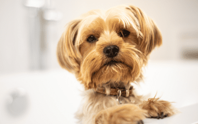 Anaplasmosis in Dogs