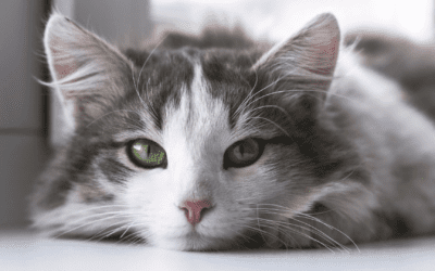 Kidney Failure – Chronic in Cats