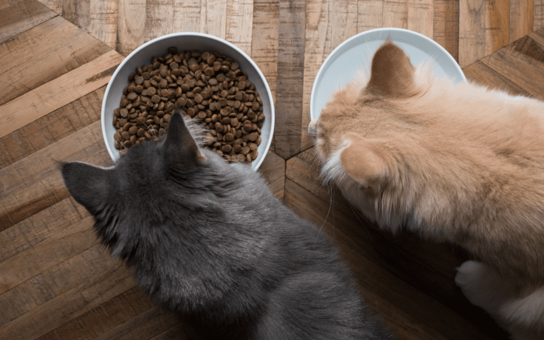 cats eating