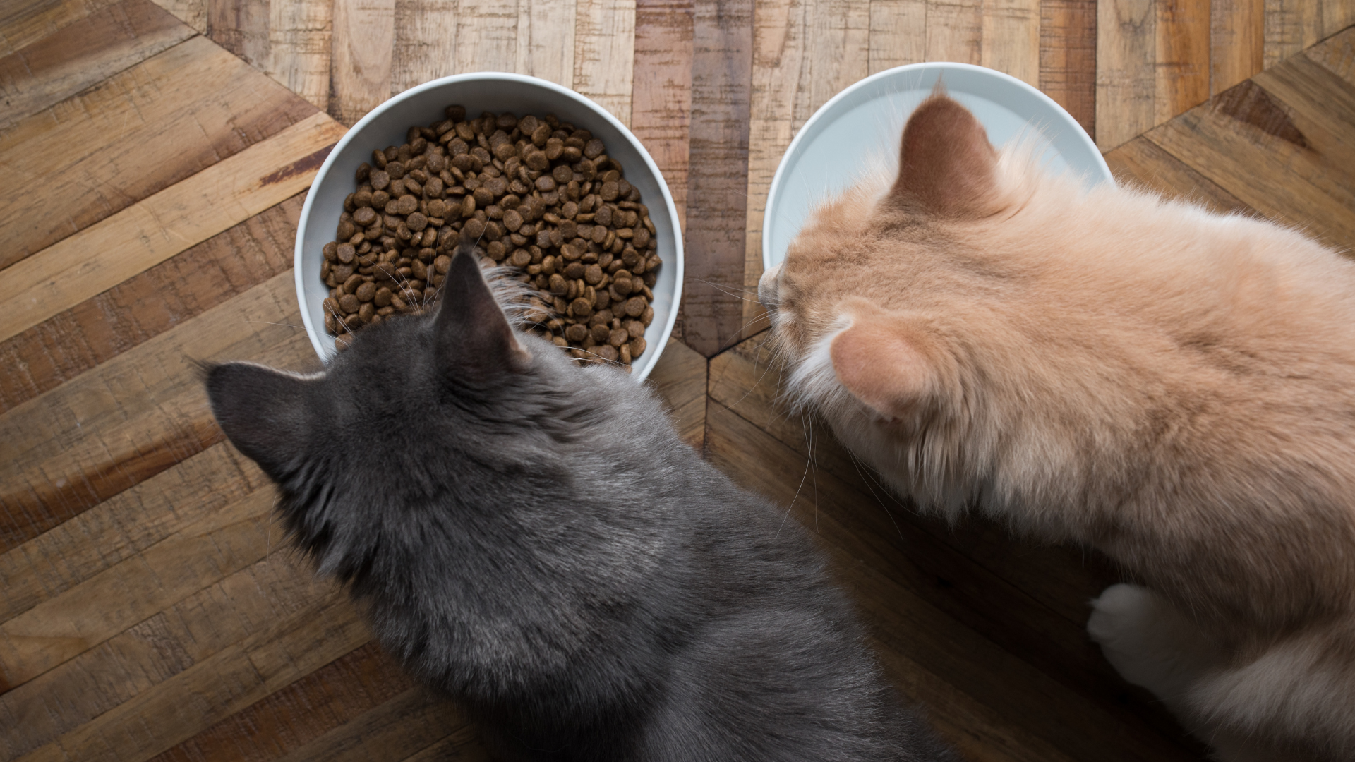 Food Allergies In Cats | At Home Veterinary - Cat Food Ingredients To Avoid For Allergies