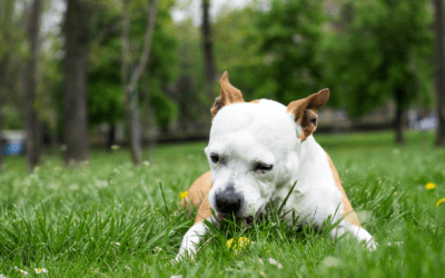Food Allergies in Dogs