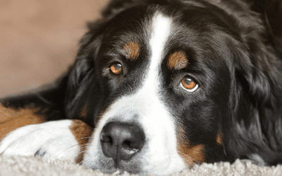 Chronic Kidney Disease in Dogs