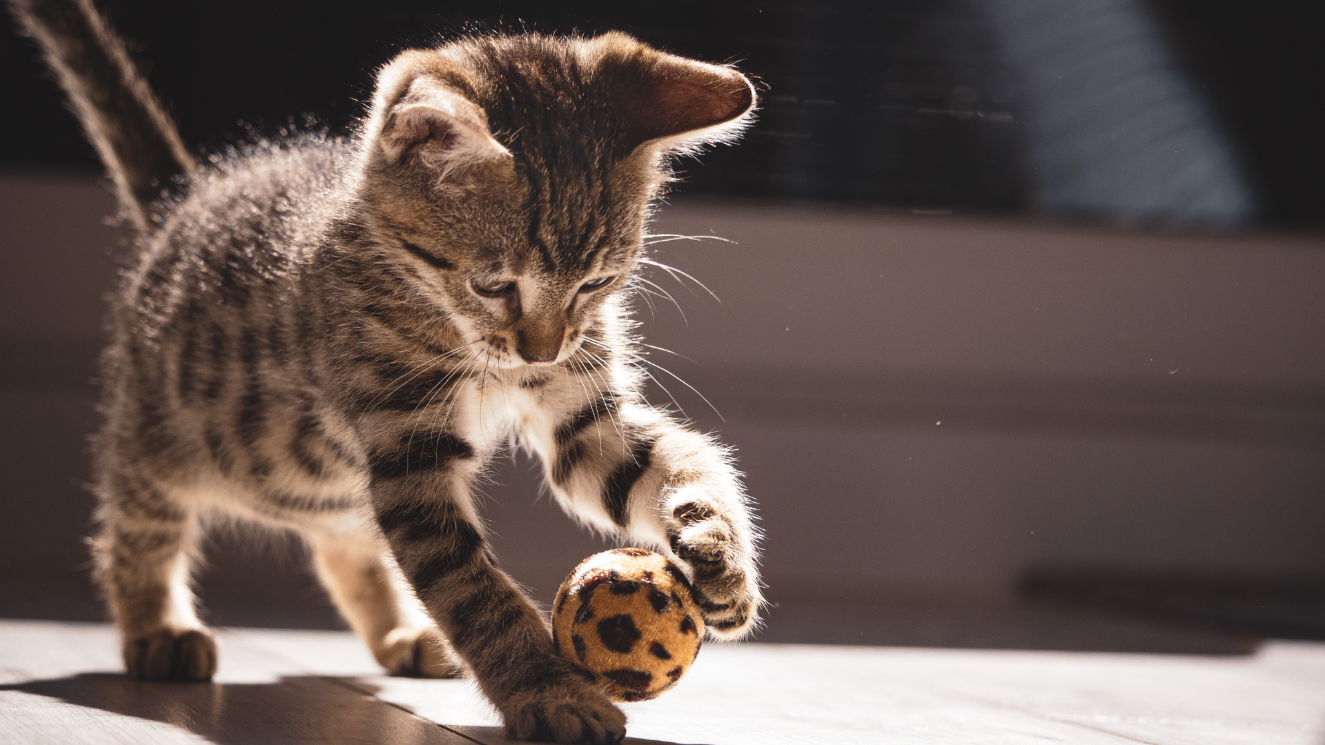 Subcutaneous Fluid Administration In Cats | At Home Veterinary